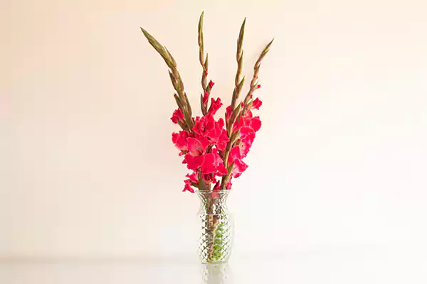 Gladiolus