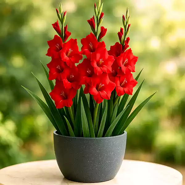 Gladiolus