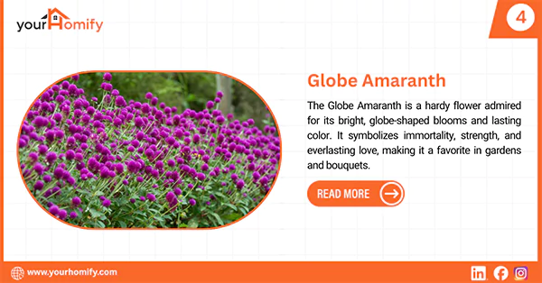 Globe Amaranth