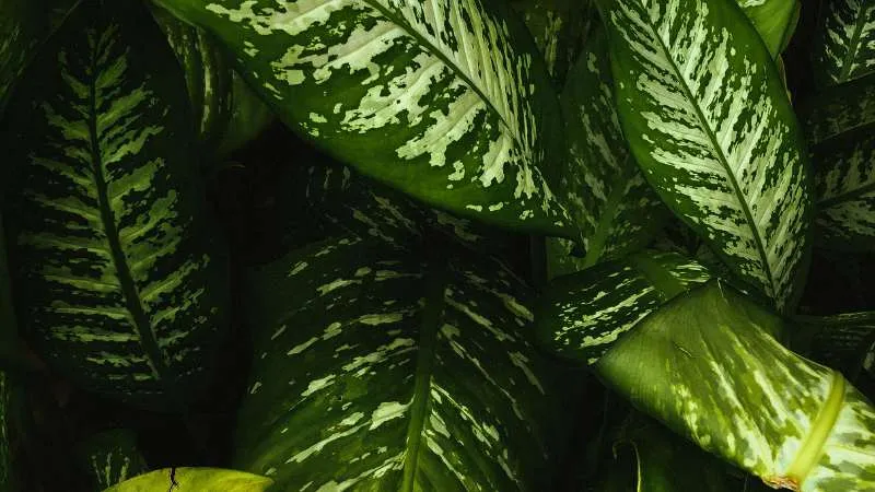 Dieffenbachia plant leaves with golden-green marbling