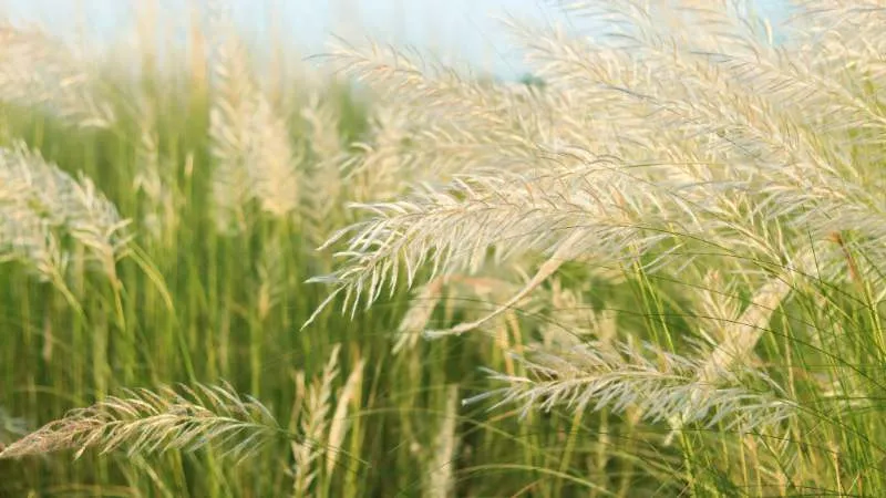 Golden-toned pampas grass plumes in a sunlit field