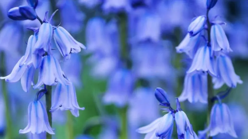 Arching stems Bluebell flower blooming with graceful blossoms.
