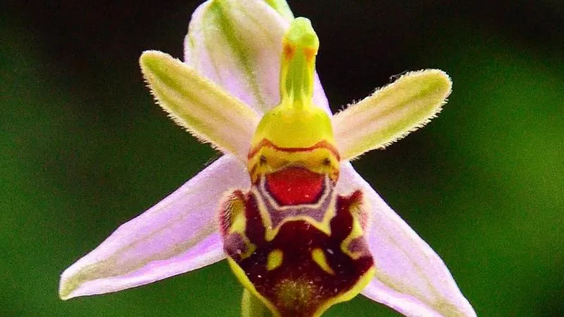 Grassland habitat Bee Orchid flower growing among natural vegetation.