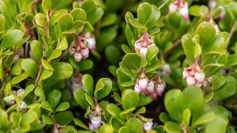 Evergreen leaves Bearberry flower surrounded by glossy foliage.