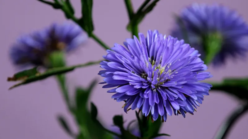 Green foliage Aster flower surrounded by healthy leaves.