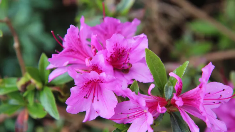 Green foliage Azalea flower surrounded by healthy leaves.