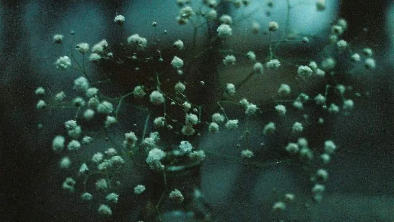 Green foliage Baby's Breath flower growing among healthy leaves.