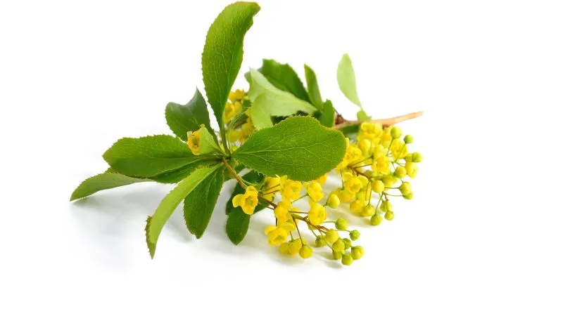Green foliage Barberry flower growing among dense shrub leaves.