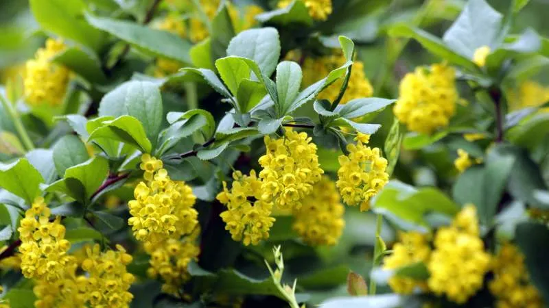 Green foliage Barberry flower surrounded by healthy leaves.