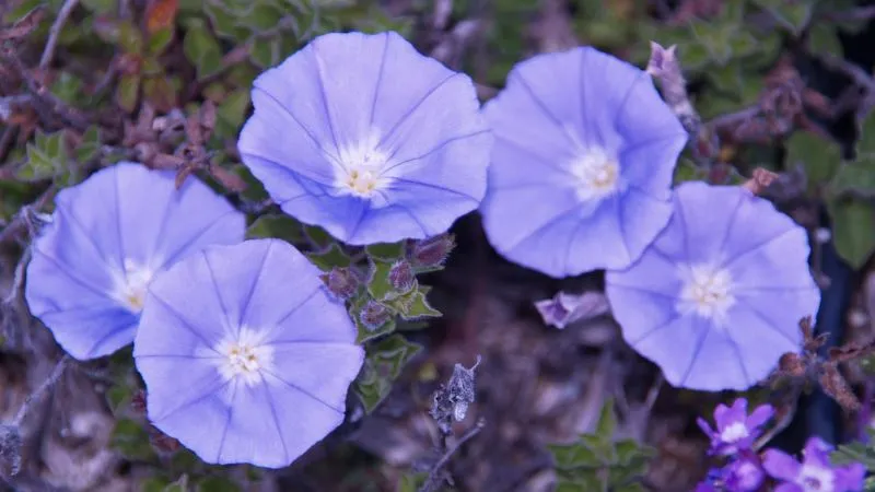 Green leaves Purple Bindweed flower surrounded by foliage.