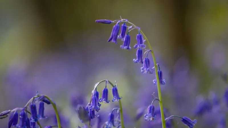 Green Leaves Bluebell flower surrounded by lush foliage.