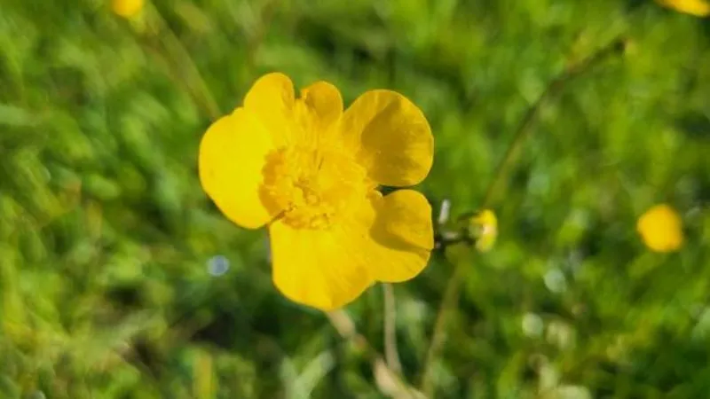 Green Leaves Buttercup flower surrounded by fresh foliage.