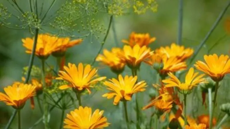 Orange Dill Calendula flower growing near green dill plants.