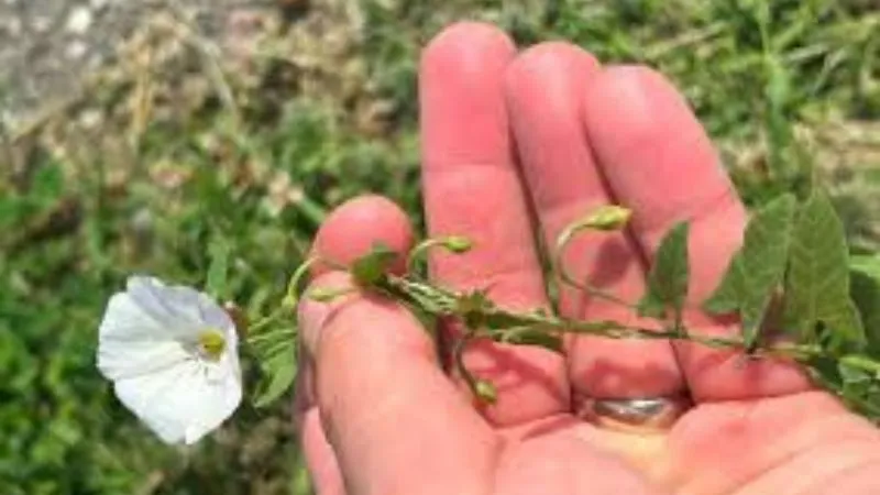 Green foliage Bindweed flower surrounded by healthy leaves.