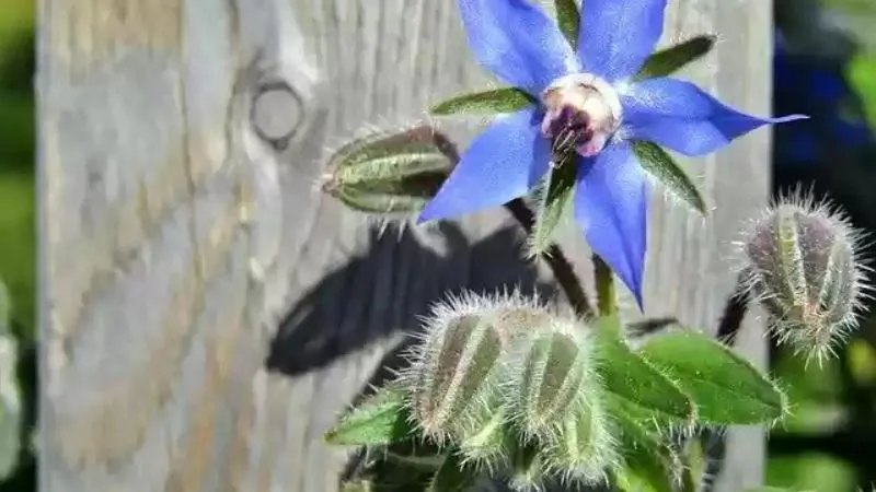 Green Foliage Borage flower surrounded by lush leaves.