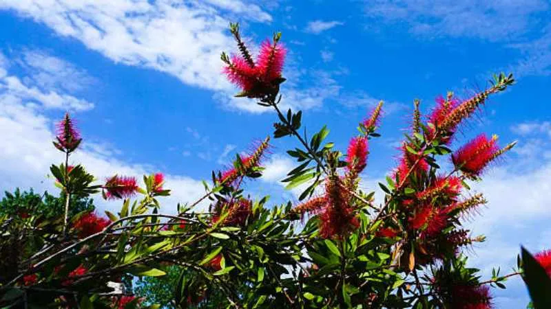 Green Foliage Bottle Brush flower surrounded by healthy leaves.