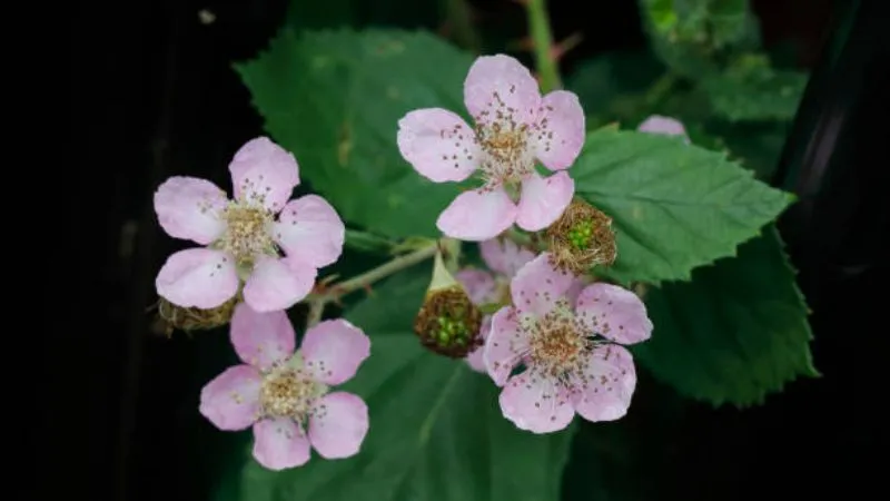 Green foliage Bramble flower surrounded by healthy leaves.
