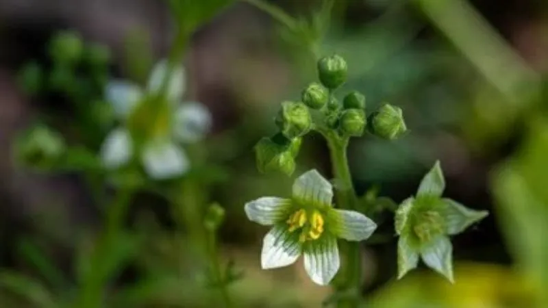 Green Foliage Bryony flower surrounded by healthy leaves.