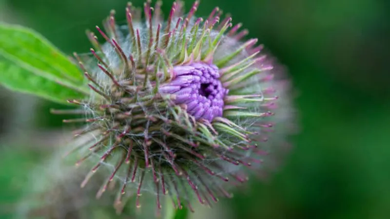 Green Foliage Burdock flower surrounded by lush leaves.