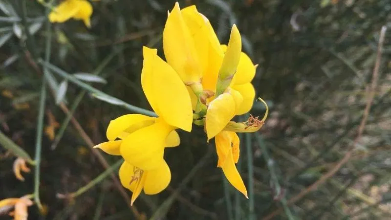 Green Stems Spanish Broom flower growing among foliage.
