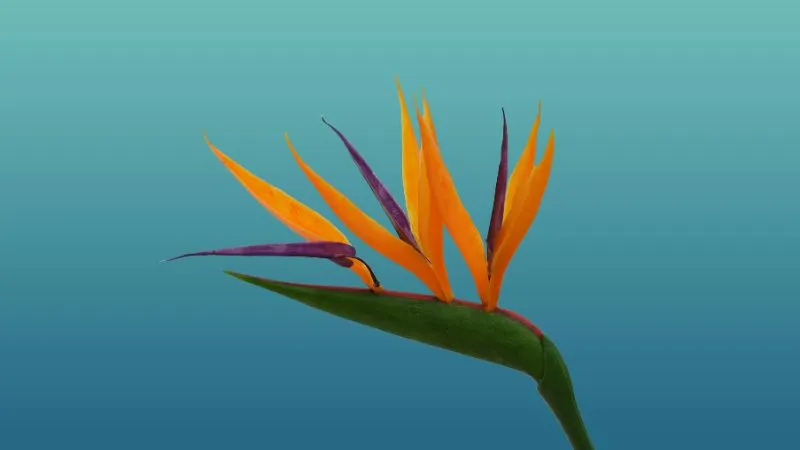 Mature plant Bird of Paradise flower displaying beautiful blooms.
