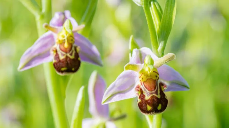 Green foliage Bee Orchid flower surrounded by healthy leaves.