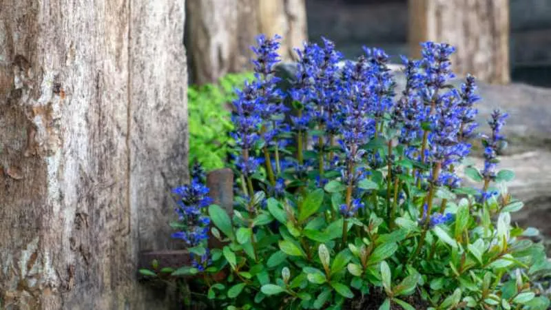 Groundcover Growth Bugleweed flower rising above green leaves.