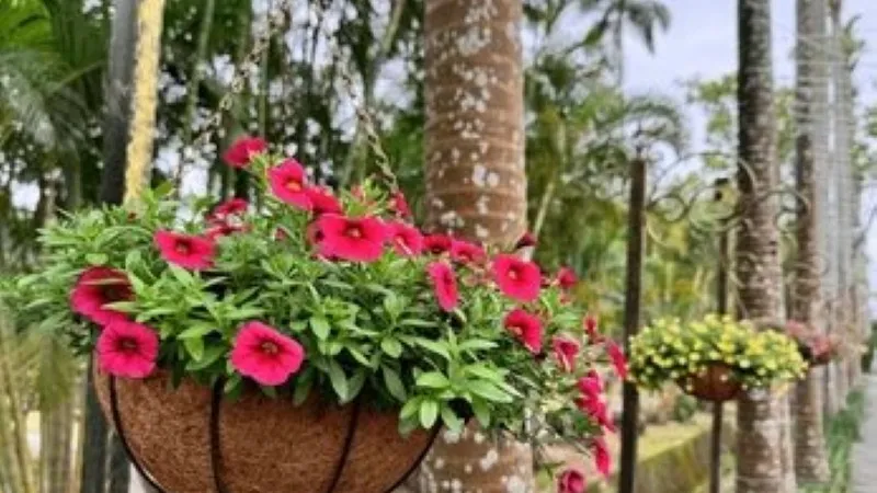 Pink Hanging Calibrachoa flower growing in a coconut basket.