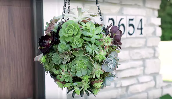 Hanging Basket Succulent Arrangement