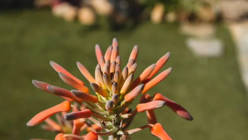 Healthy succulent Aloe plant with a flowering spike and fleshy foliage.