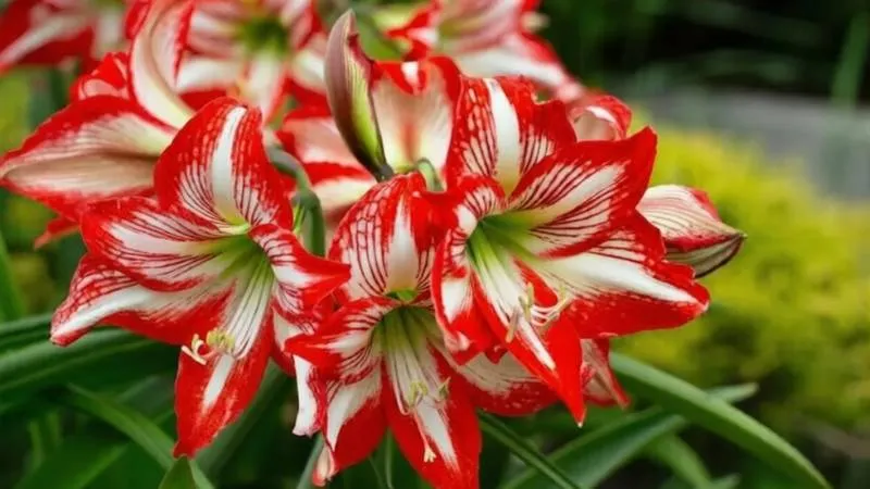 Healthy blooming Alstroemeria plant with vibrant flowers.