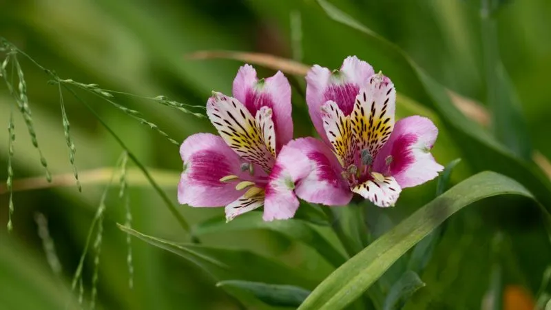 Alstroemeria plant with multiple blooms