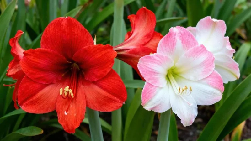 Mature blooming Amaryllis flowers in full bloom.
