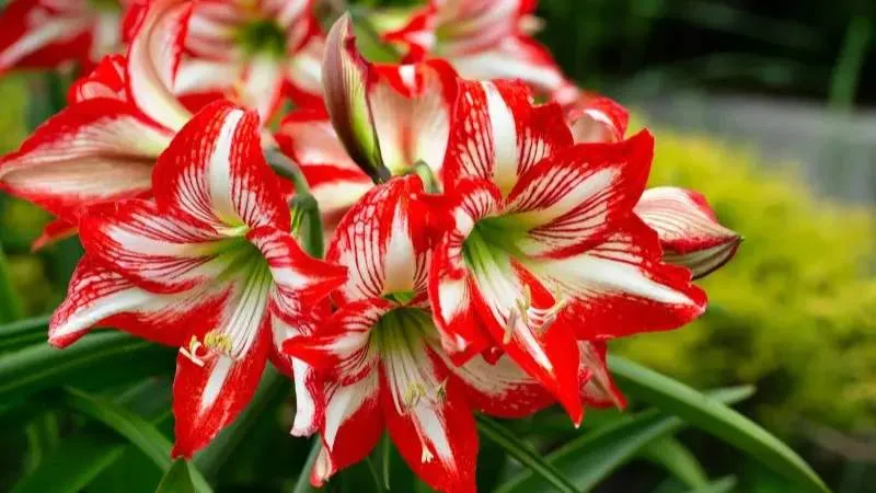 Healthy blooming Amaryllis plant in full flower.