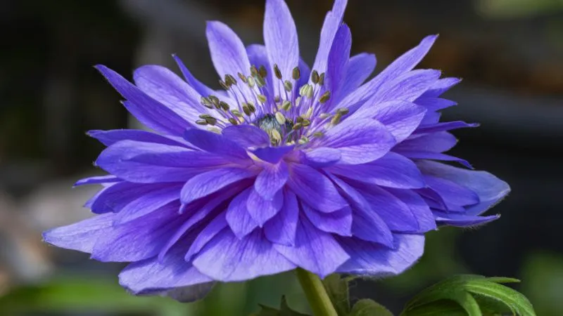 Healthy blooming Anemone plant in a colorful garden.