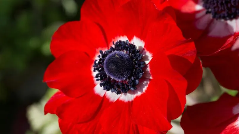 Healthy blooming Anemone plant with multiple colorful flowers.