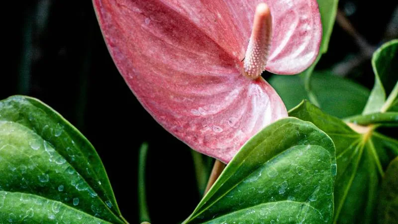 Detailed close-up Anthurium flower on a blooming plant.