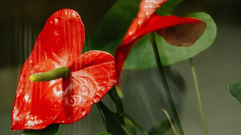 Healthy flowering Anthurium flower with lush green leaves and an Anthurium flower.