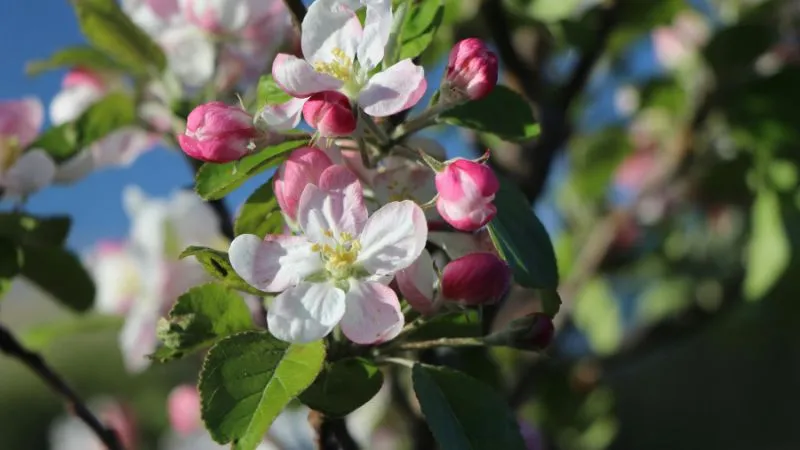 Healthy bloomingApple Blossom Flower tree covered with beautiful flowers.