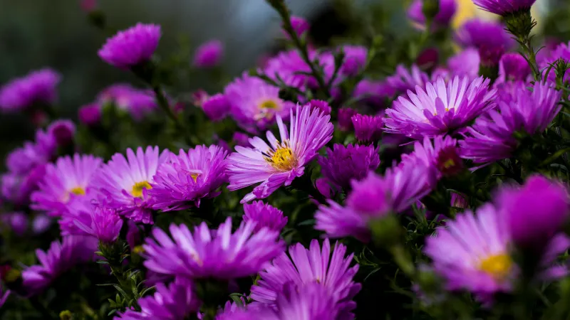 Healthy blooming Aster flower with multiple flowers.