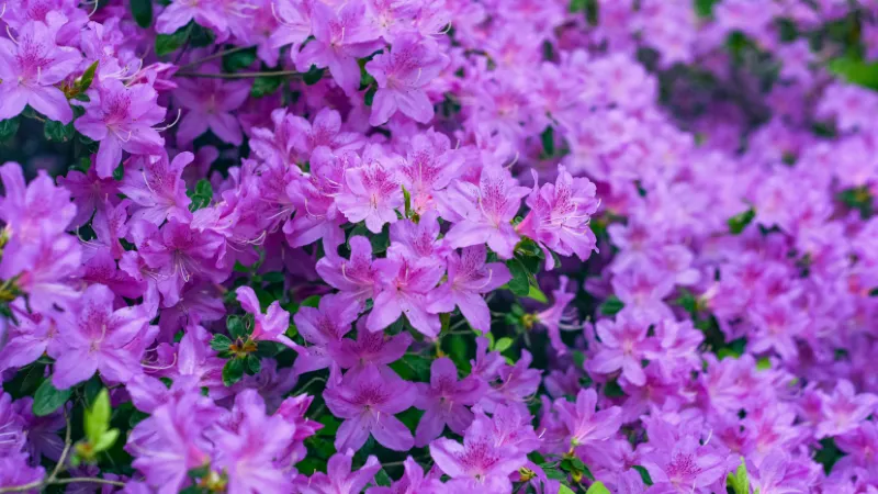 Healthy blooming Azalea shrub covered with beautiful flowers.