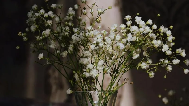 Healthy blooming Baby's Breath flower plant with abundant blossoms.