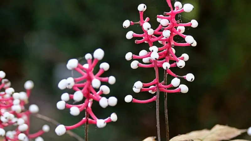 Healthy blooming Baneberry flower plant with attractive flower clusters.