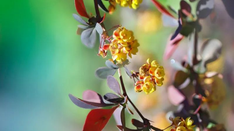 Healthy blooming Barberry flower shrub with attractive clusters.