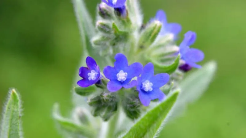 Healthy Growth Bugloss flower surrounded by foliage.