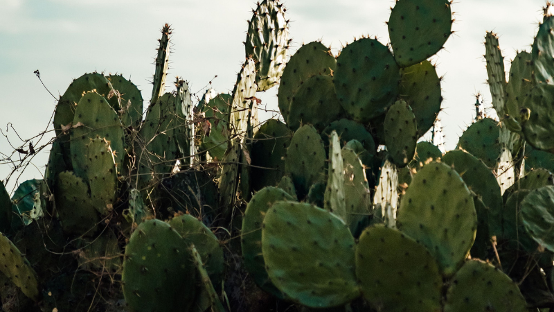 Healthy Eastern Prickly Pear Cactus with blooms