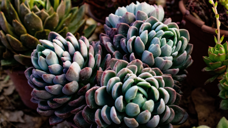 Healthy Echeveria succulent