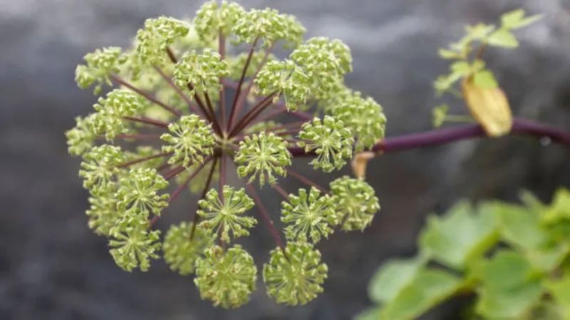 Healthy flowering Angelica flower with lush green foliage.