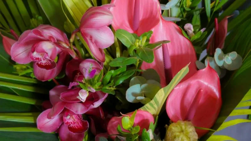 Healthy flowering Anthurium flower plant in full bloom.