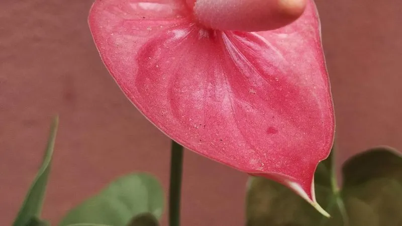 Healthy flowering Anthurium flower displaying a vibrant Anthurium flower and lush foliage.